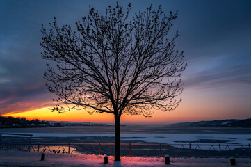 Kahler Baum am Ufer des Süßen See im Winter bei dramatischem Himmel im Sonnenuntergang
