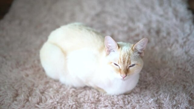 slender flame point siamese cat sitting in a "loaf" like relaxing on a pink living room rug looking around with her pretty blue eyes