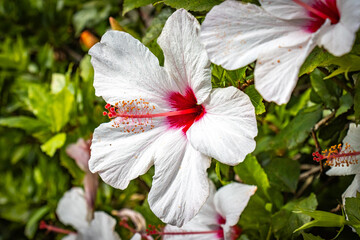 white hibiscus, botanical garden in funchal, monte, madeira, jardim botanico madeira, garden,...