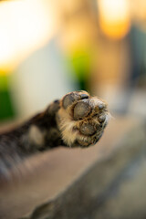 A dirty dog paw outside. Cute dog puppy animal paw.