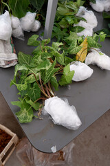 Green syngonium with healthy roots