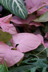 Pink syngonium with healthy roots
