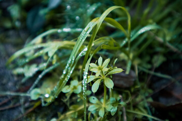 Wet fresh green leaves and grasses with dew drops or water drop after rain. Garden, park, forest ground. Wild grasses, plants after rain. Wilderness.