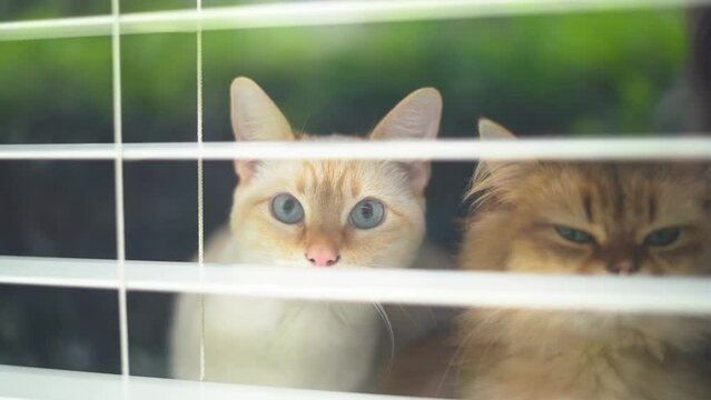 flame point siamese looking through the blinds peaking at me and ginger exotic kitten in the background