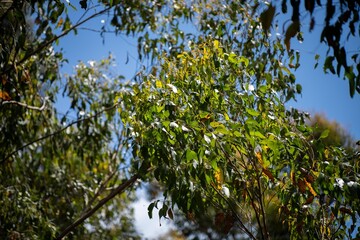 beautiful gum Trees and shrubs in the Australian bush forest. Gumtrees and native plants growing in Australia in spring