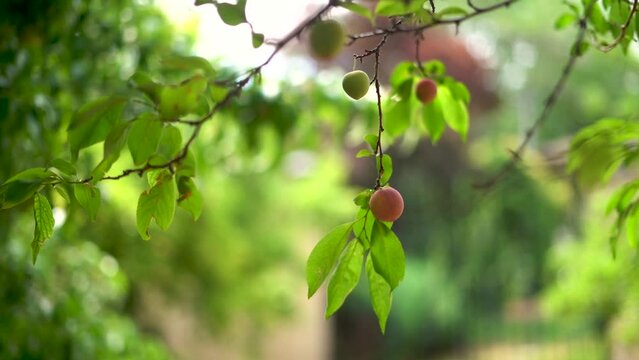 Variety of Nearly Ripe and Ripe Apricot Tree Little Movement Wind Green Lush Fruit Orchard