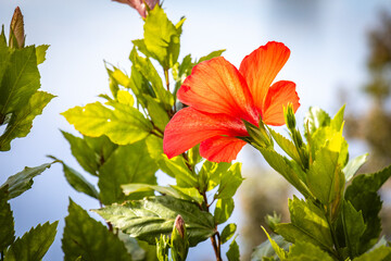 hibiscus, botanical garden in funchal, monte, madeira, jardim botanico madeira, garden, tropical...