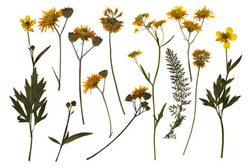 Dried botanical elements. Flowers, grass, leaves on white background