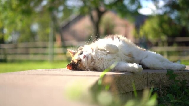 Fluffy Calico Farm Cat Rolling on Concrete Falling back to Ground