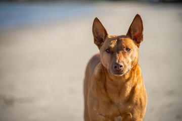 kelpie dog on a beach and in the australian bush in a park