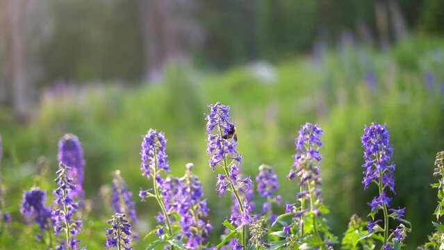 Slow Motion Giant Bumble Bee on Purple Wildflowers Close Up