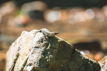 a lizard basks on a stone