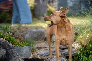 kelpie dog on a beach and in the australian bush in a park