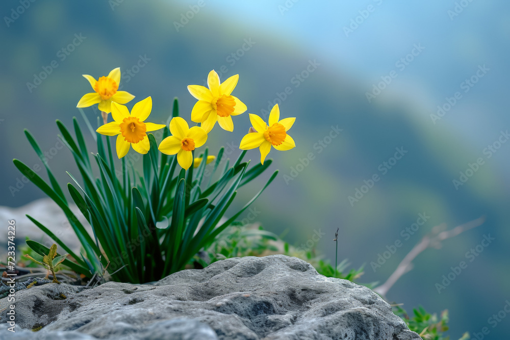 Poster first spring yellow daffodils. backdrop with selective focus and copy space