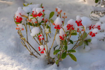 red berry plant in the snow