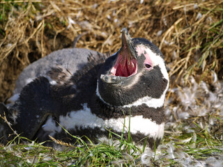 Magellanic penguin colony on Isla Magdalena in Chilean Patagonia