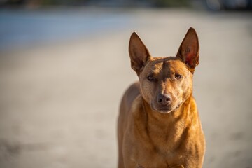 kelpie dog on a beach and in the australian bush in a park