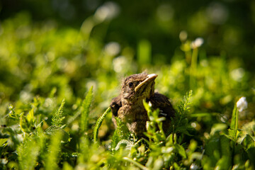 A baby common blackbird fallen from its nest hidden in the green yellow grass.