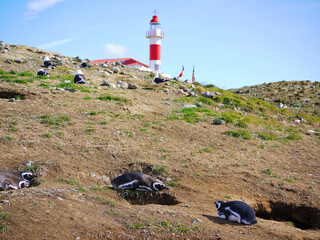 Magellanic penguin colony on Isla Magdalena in Chilean Patagonia