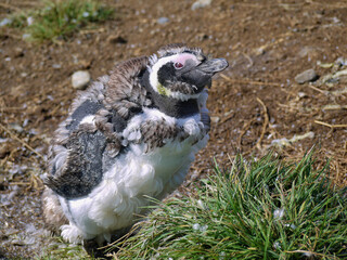 Magellanic penguin colony on Isla Magdalena in Chilean Patagonia