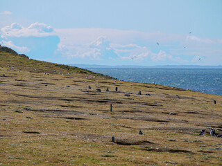Magellanic penguin colony on Isla Magdalena in Chilean Patagonia