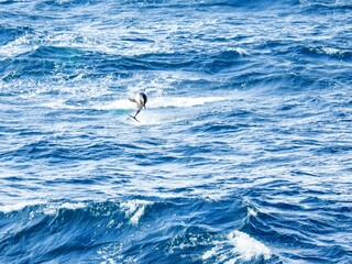 Fototapeta na wymiar Springender Peale-Delfin im Meer bei den Falklandinseln.