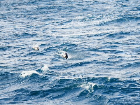 Springender Peale-Delfin im Meer bei den Falklandinseln.