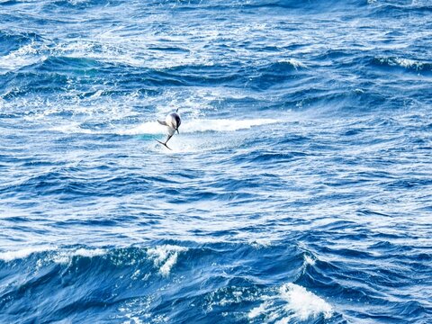 Springender Peale-Delfin im Meer bei den Falklandinseln.