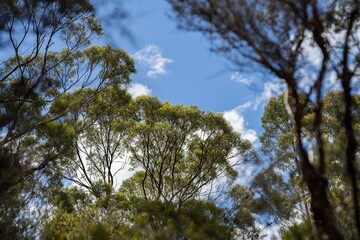 Fototapeta premium beautiful gum Trees and shrubs in the Australian bush forest. Gumtrees and native plants growing in Australia in spring