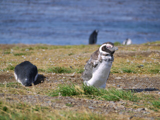 Magellanic penguin colony on Isla Magdalena in Chilean Patagonia