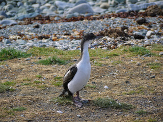 Magellanic penguin colony on Isla Magdalena in Chilean Patagonia