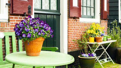 A pot of violet pansies stands on a table outside the house against a backdrop of early spring flowers. A terracotta pot with pansies close-up in Dutch style. Rustic style in spring garden design.