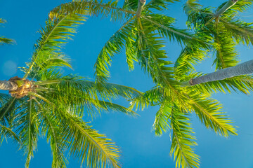 Looking up at palm trees at  beach in tropical location against brilliant blue sky.