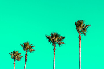 Row of palm trees at  beach in tropical location against brilliant neon green sky.