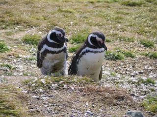 Magellanic penguin colony on Isla Magdalena in Chilean Patagonia