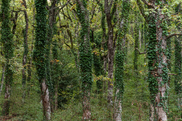 Solabarri forest, Aizkorri-Aratz Natural Park, Alava, Spain