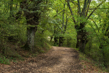 Fototapeta na wymiar typical oak grove, near metal fountain, Aizkorri-Aratz Natural Park, Alava, Spain