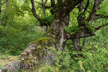 typical oak grove, near metal fountain, Aizkorri-Aratz Natural Park, Alava, Spain