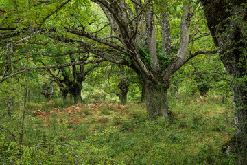 typical oak grove, near metal fountain, Aizkorri-Aratz Natural Park, Alava, Spain