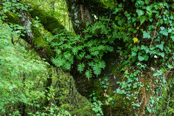 typical oak grove, near metal fountain, Aizkorri-Aratz Natural Park, Alava, Spain