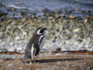 Naklejka premium Magellanic penguin colony on Isla Magdalena in Chilean Patagonia