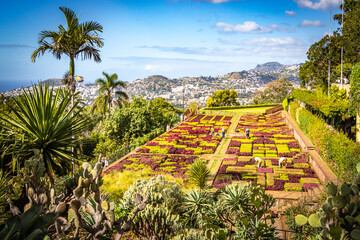 botanical garden in funchal, monte, madeira, jardim botanico madeira, garden, tropical flowers,...