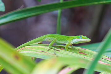 Green Anole Lizard on Leaf