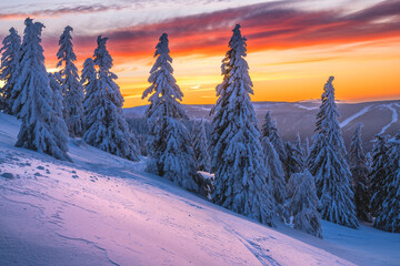 Snowy trees at sunset - 723379023