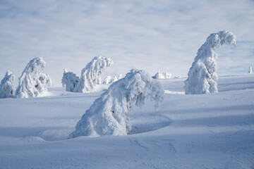 Fototapeta na wymiar Icy trees