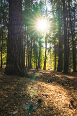 The deep green forest in all its beauty, the sunlight within