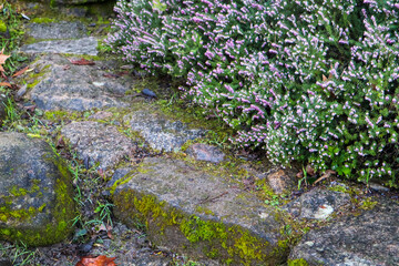 Old stone steps overgrown with green moss, the stairs in a forest, garden. Blooming pink heather in...