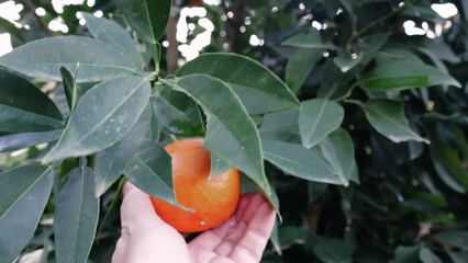 Close-up: man's hand picks ripe orange from tree. Ideal for healthy eating themes. Hand, orange, ripe - essence of natural food. Hand plucks ripe orange, symbol of freshness