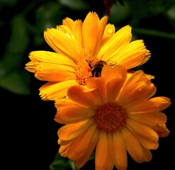 Bee hiding in orange flowers