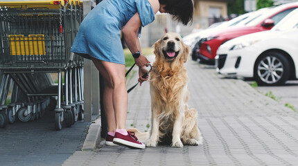 Golden retriever dog waiting owner at street near supermarket. Girl taking out leash from purebreed...
